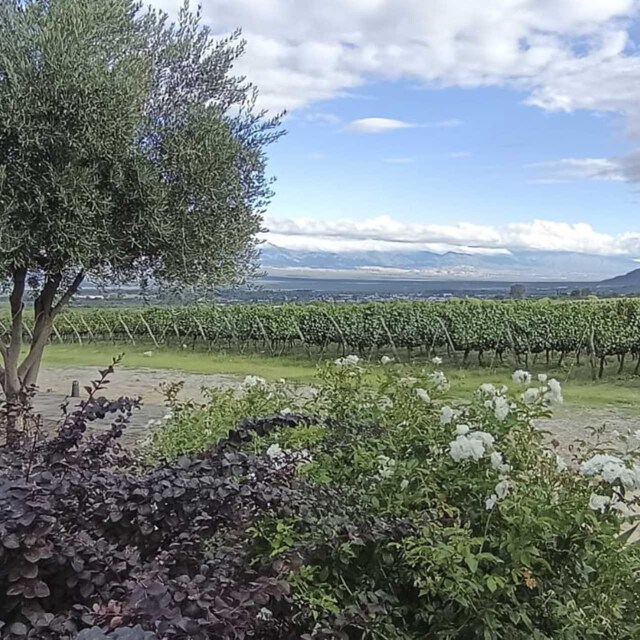 Descubrir Cafayate, cuna del vino de altura.