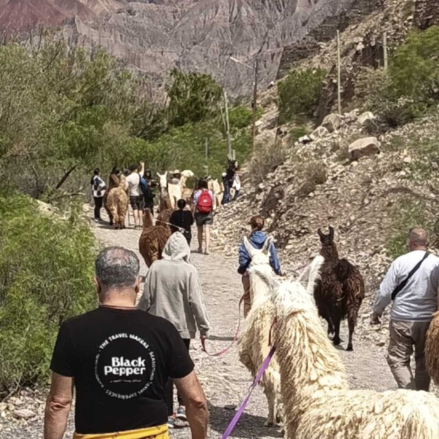 Caravana de llamas en Tilcara.