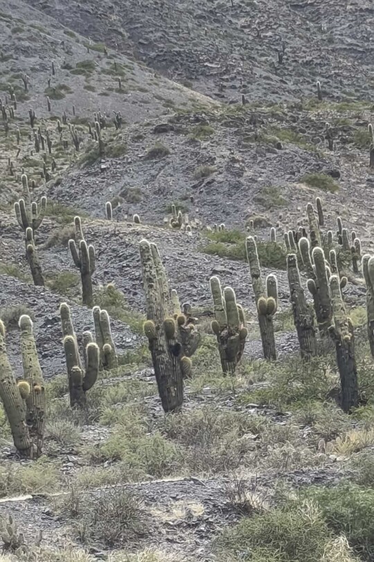Viajes Argentina Blackpepper Vertical 0029 Norte