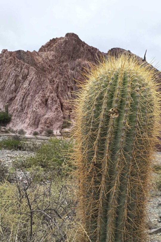 Viajes Argentina Blackpepper Vertical 0035 Norte