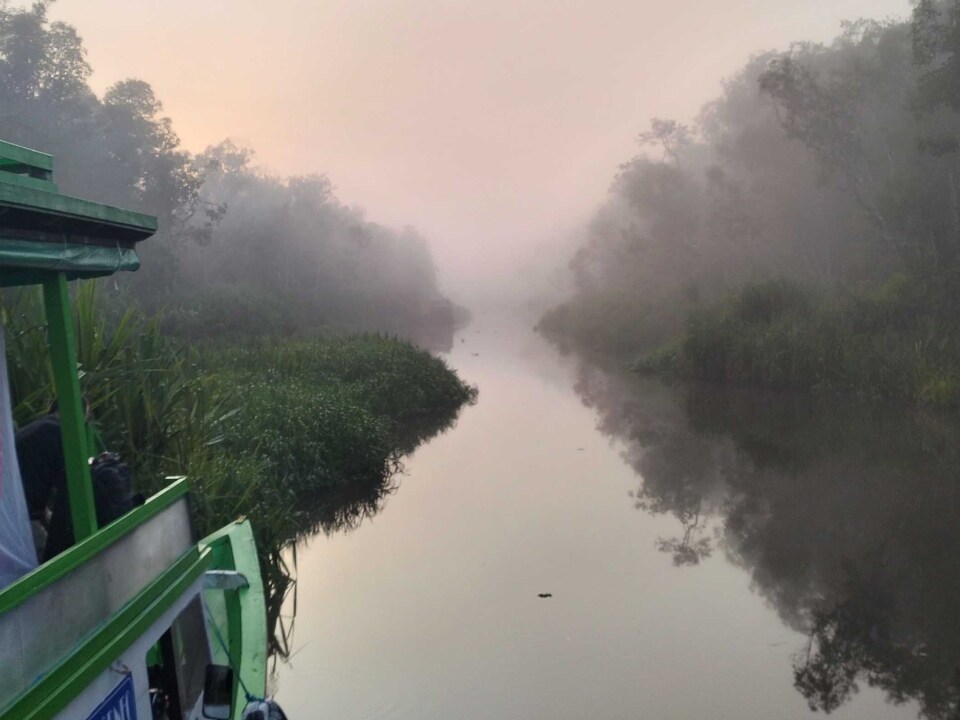 Dormir a la selva de Borneo: navegant el riu Sekonyer cap als orangutans de Tanjung Puting