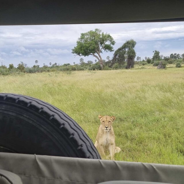 Rastrejarem grans felins en safaris 4x4 oberts.