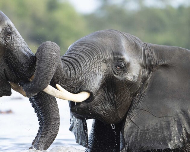 Delta del Okavango, la senda del agua