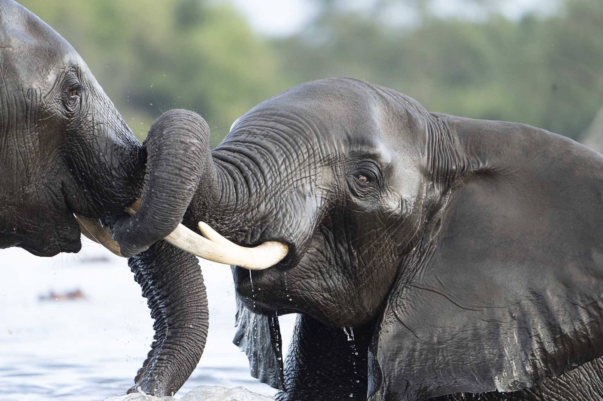 Delta de l'Okavango, La Senda de l'Aigua