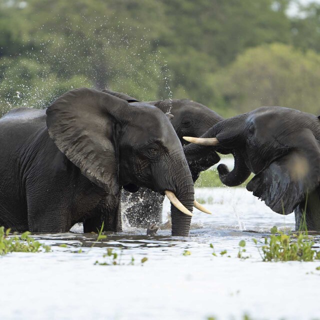 Navegarem entre elefants pel riu Chobe.