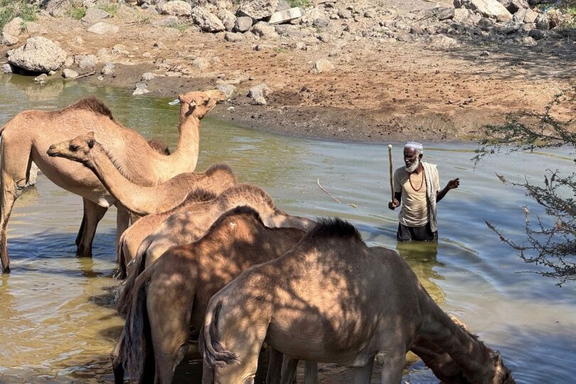 Viaje Danakil Etiopia Blackpepper Afrera Dromedarios