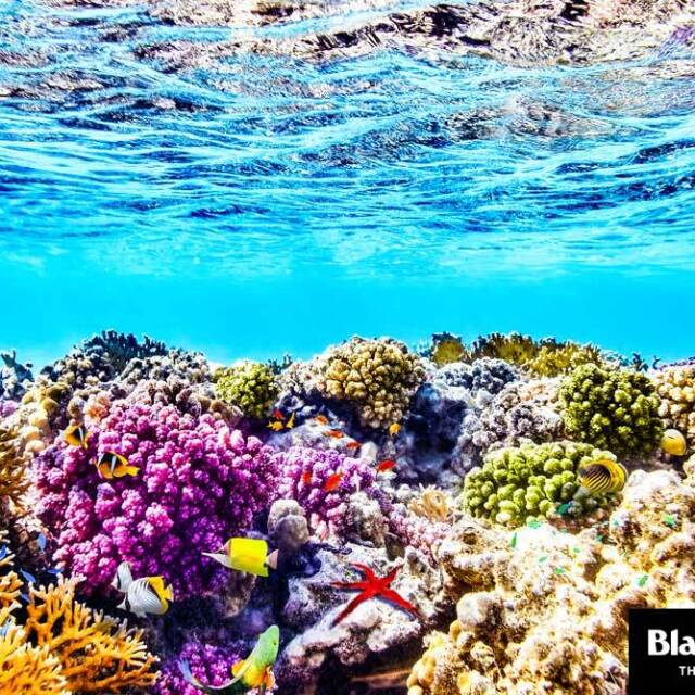 Pasearás por playas de arena blanca frente al arrecife de coral en Belice.