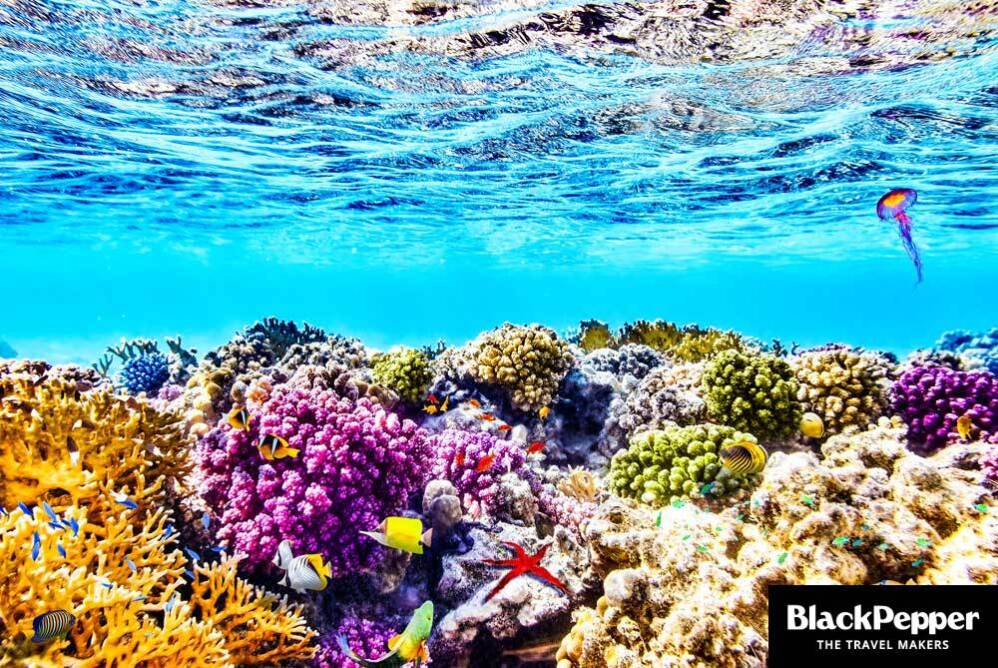 A Belize es troba la segona barrera de coral més gran del món, després de l'australiana.