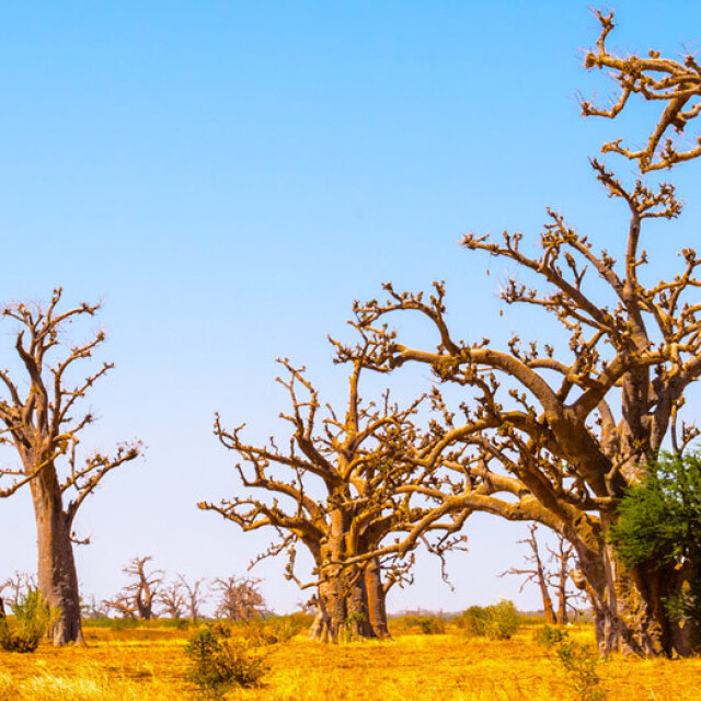 Recorreremos senderos entre bosques frondos, baobabs y mango en busca de las étnias Bédik.